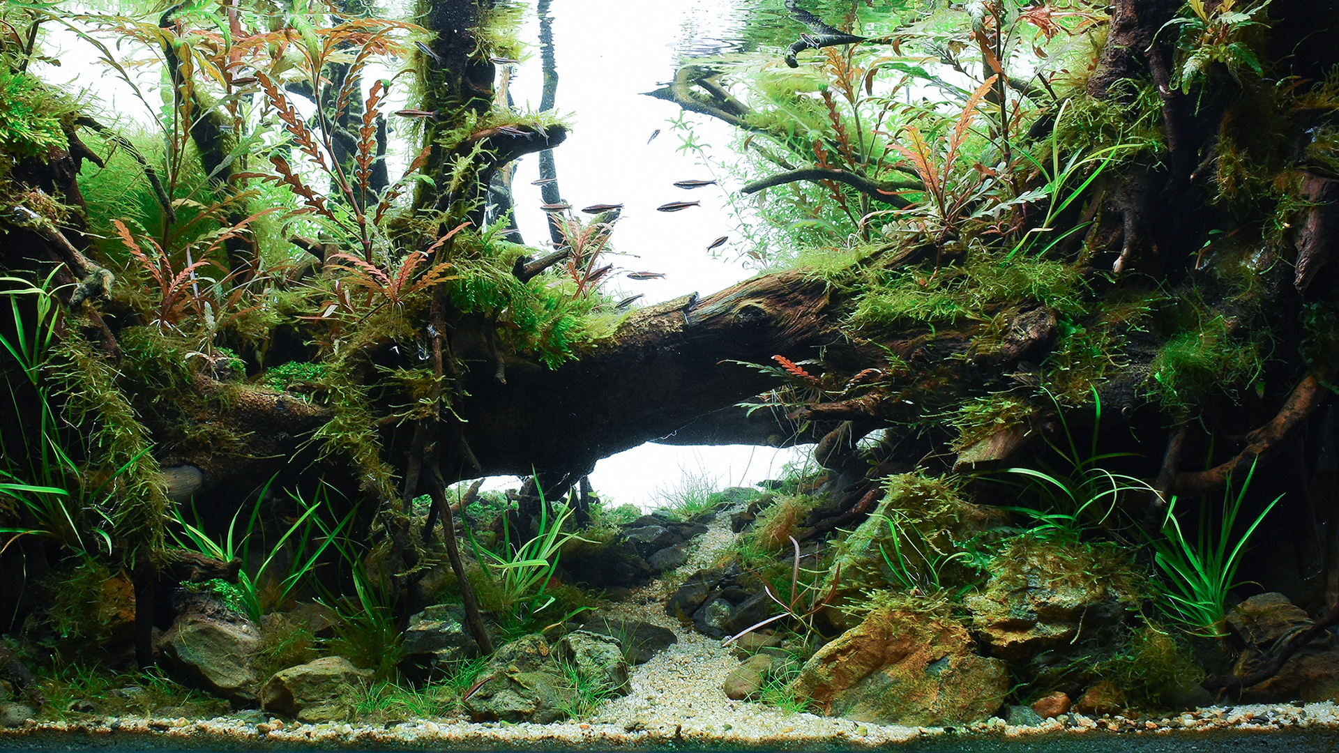 Our Scapes Nature Inside Our Aquascapes for your