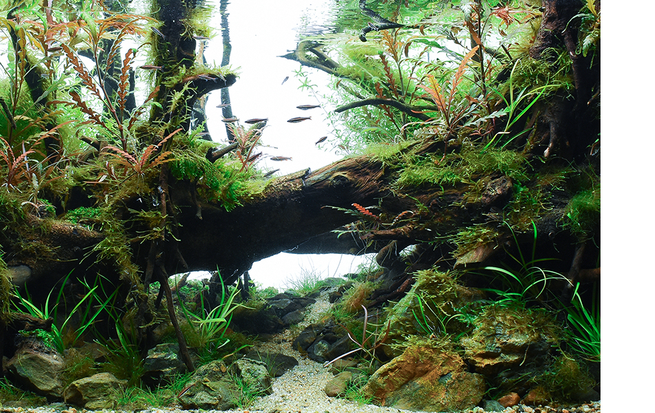 Services Nature Inside Aquascaping Design Setup Services