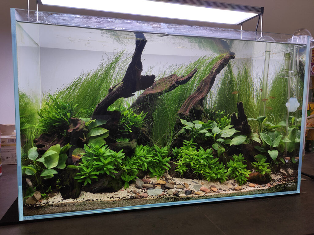 Custom Design and Setup | Nature Inside Aquascaping